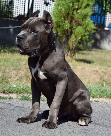 sale cane corso|More.